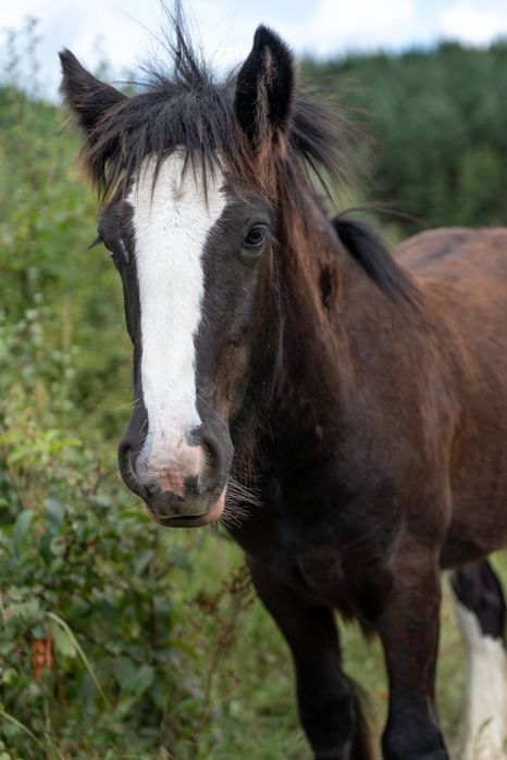 Ogierek gypsy/tinker/irish cob 9 miesięcy po championie