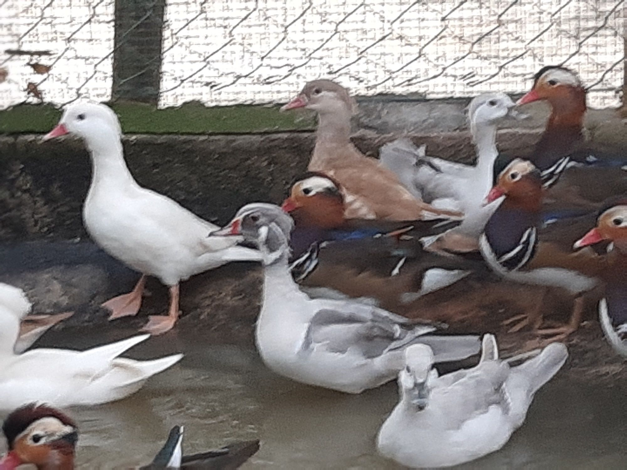 Patos ornamentais