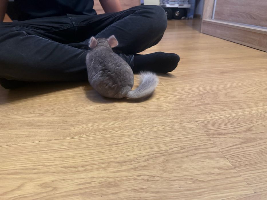 Dwie szynszyle z wolierą- samiczki