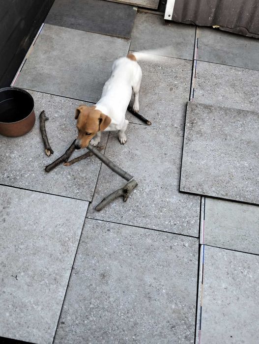 Мега собака Джек Рассел для МИСЛИВСТВА