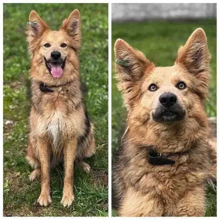 Активная собака Ириска