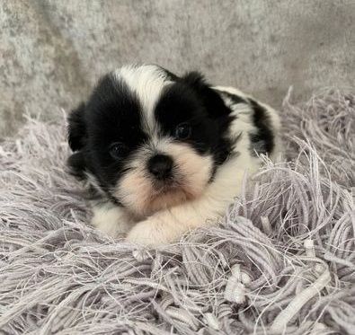 Shih tzu mini biało czarna suczka 2,5mies