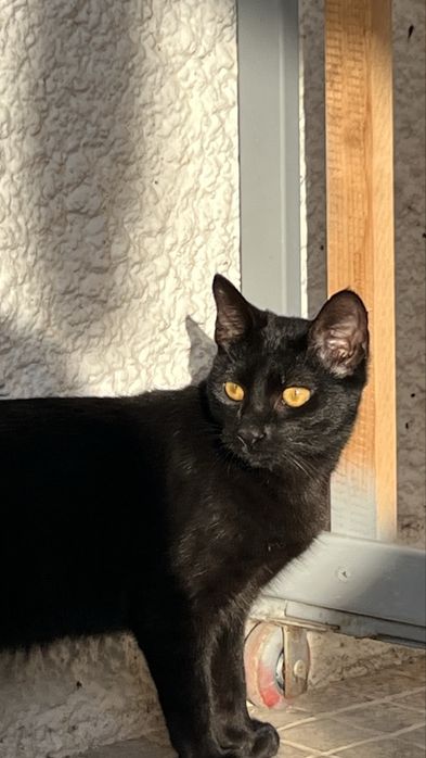 Adoção gato macho e femea