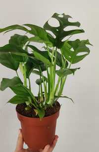 Monstera Minima Rhaphidophora tetrasperma