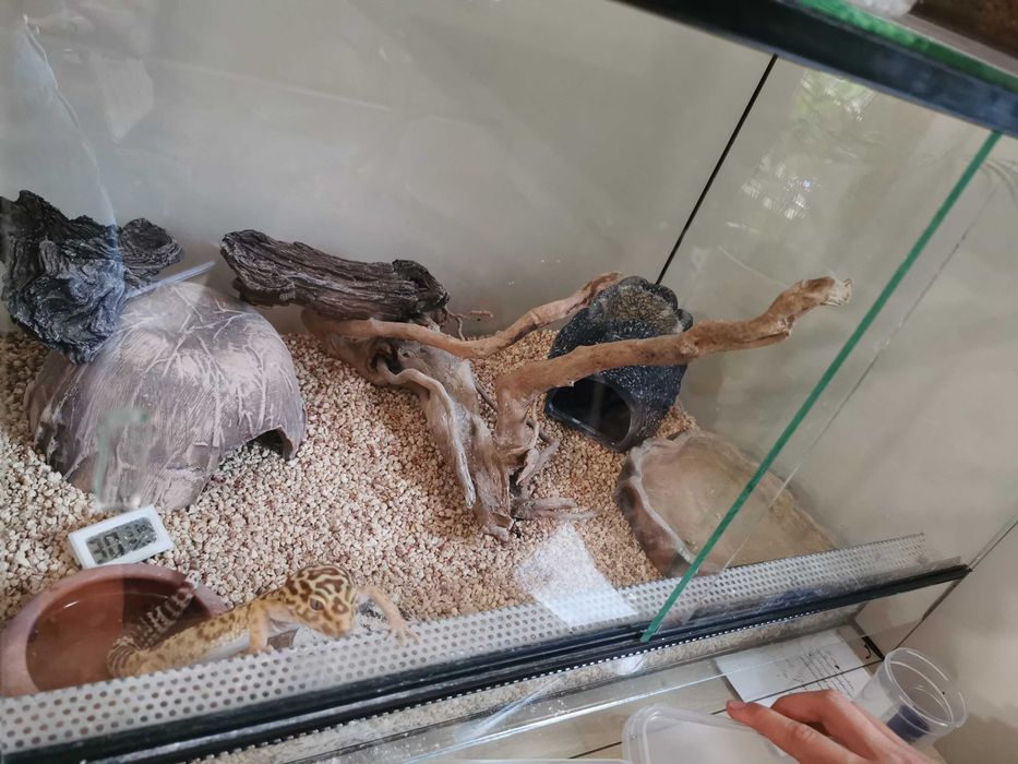 gekon lamparci z terrarium
