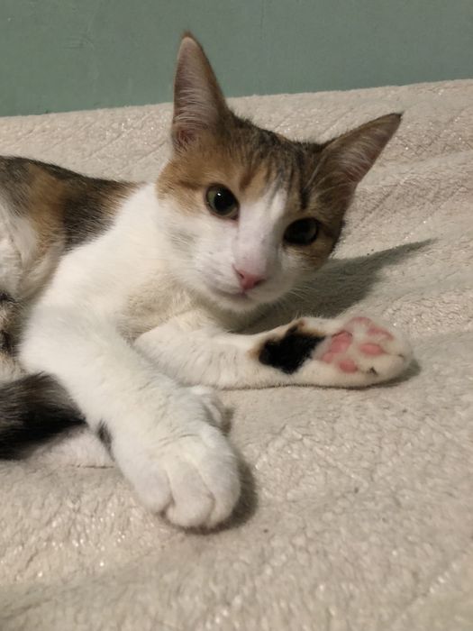 Котенок в добрые руки