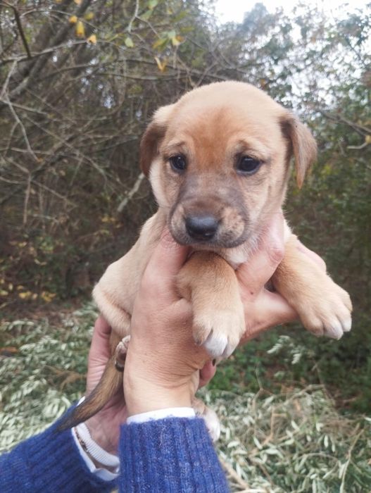 Anabel para adoção muito responsável