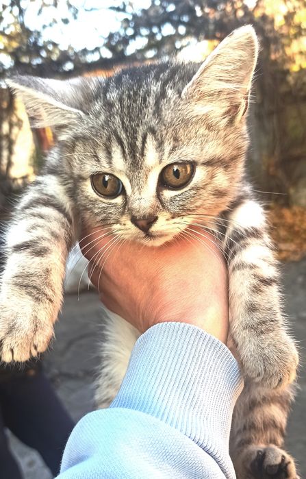 Кошенята котята в добрі руки