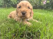 Śliczna suczka cocker spaniel
