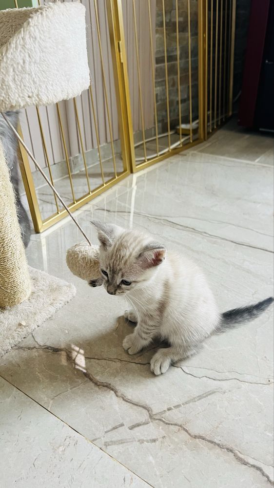4 gatinhos para adoçao responsavel