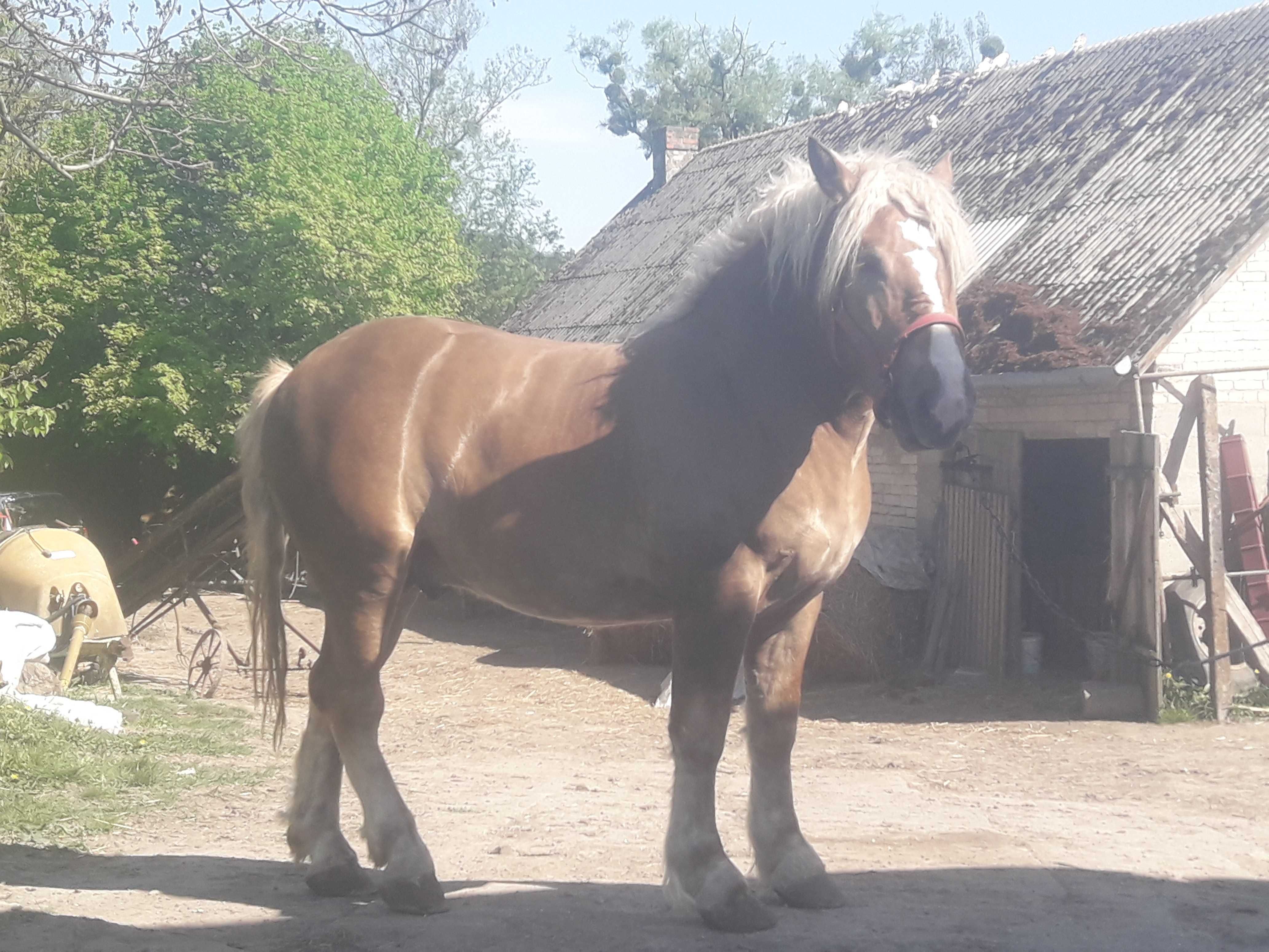 Ogier sokólski na aukcję jesienną