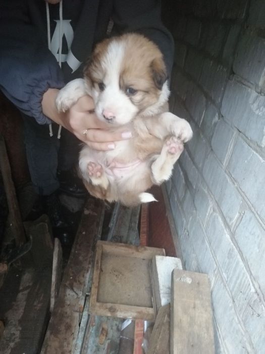 7 хлопців і дівчинка терміново шукають дім, привеземо