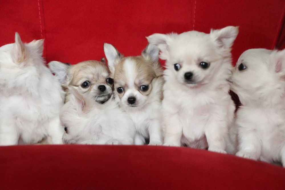 Maleńki długowłosy beżowy piesek chuhuahua SNIKRES ZKwP  FCI