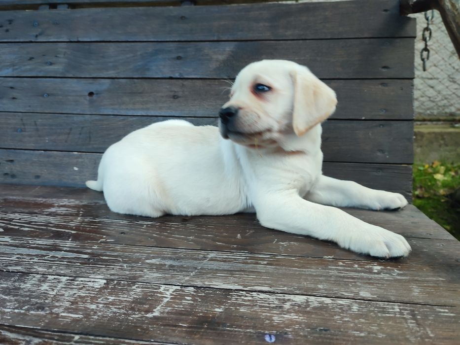 Цуценята Лабрадор