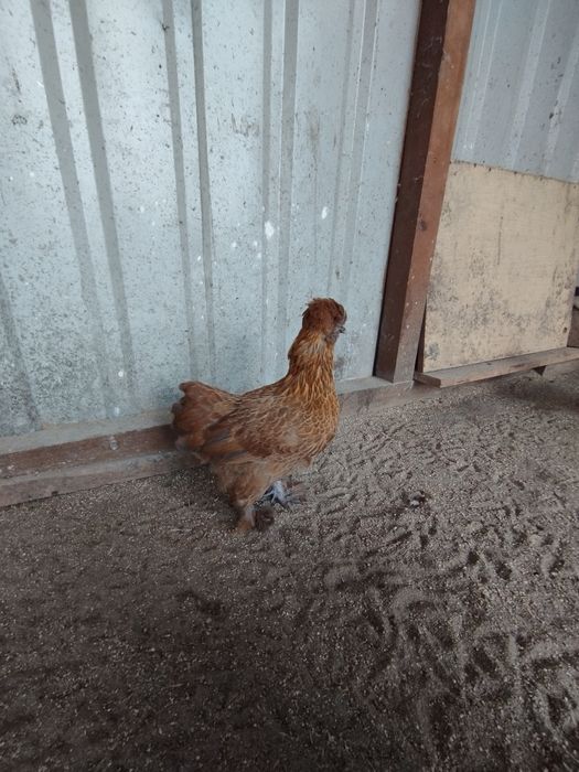 Silki jedwabiste lokowane i satynowe