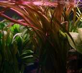 Rośliny do akwarium - Vallisneria spiralis red (wysoka trawa Nurzaniec