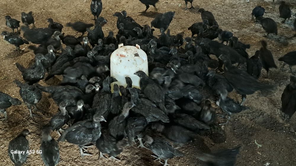 Продам куры Аям цемани