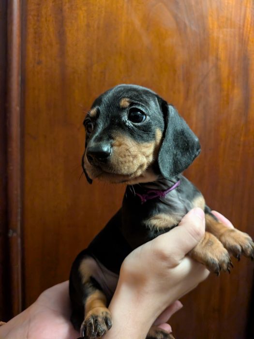 Teckel Standard com LOP [pedigree]