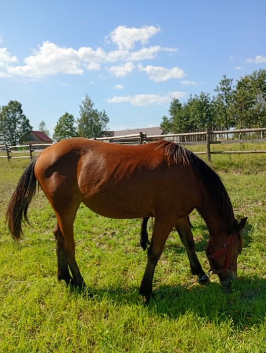 Продам лошицю 1 рік