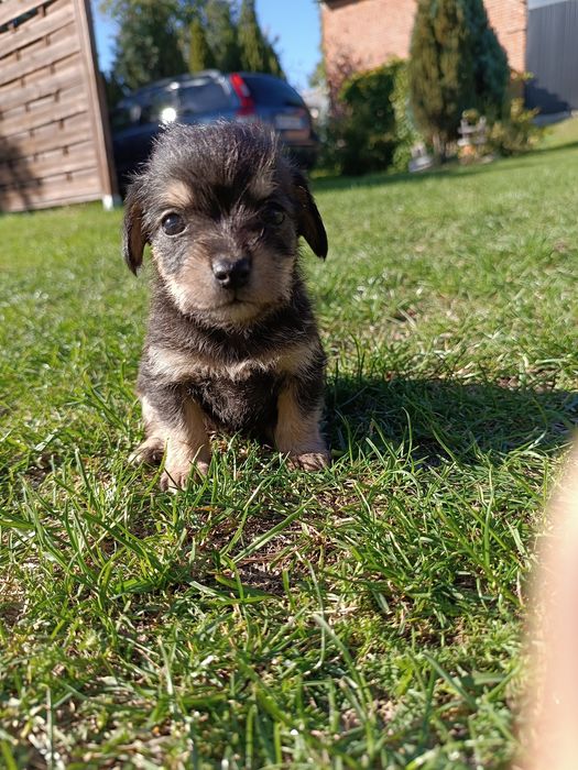 Oddam pieska w dobre ręce