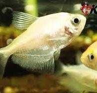 Tetra albino -srebrna