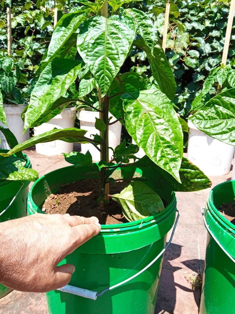Plantas de malaguetas Carolina reaper e ghost pepper já transplantadas
