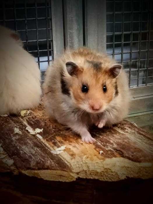 Chomiki syryjskie - Tina Zoo Witkiewicza