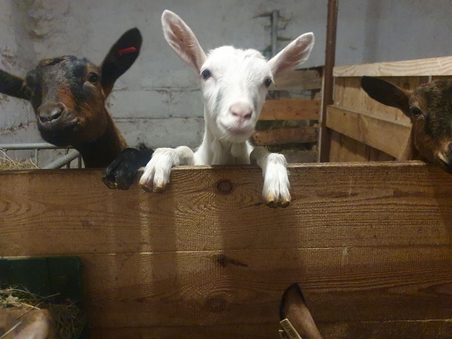 kozy saaneńskie, koza alpejskie