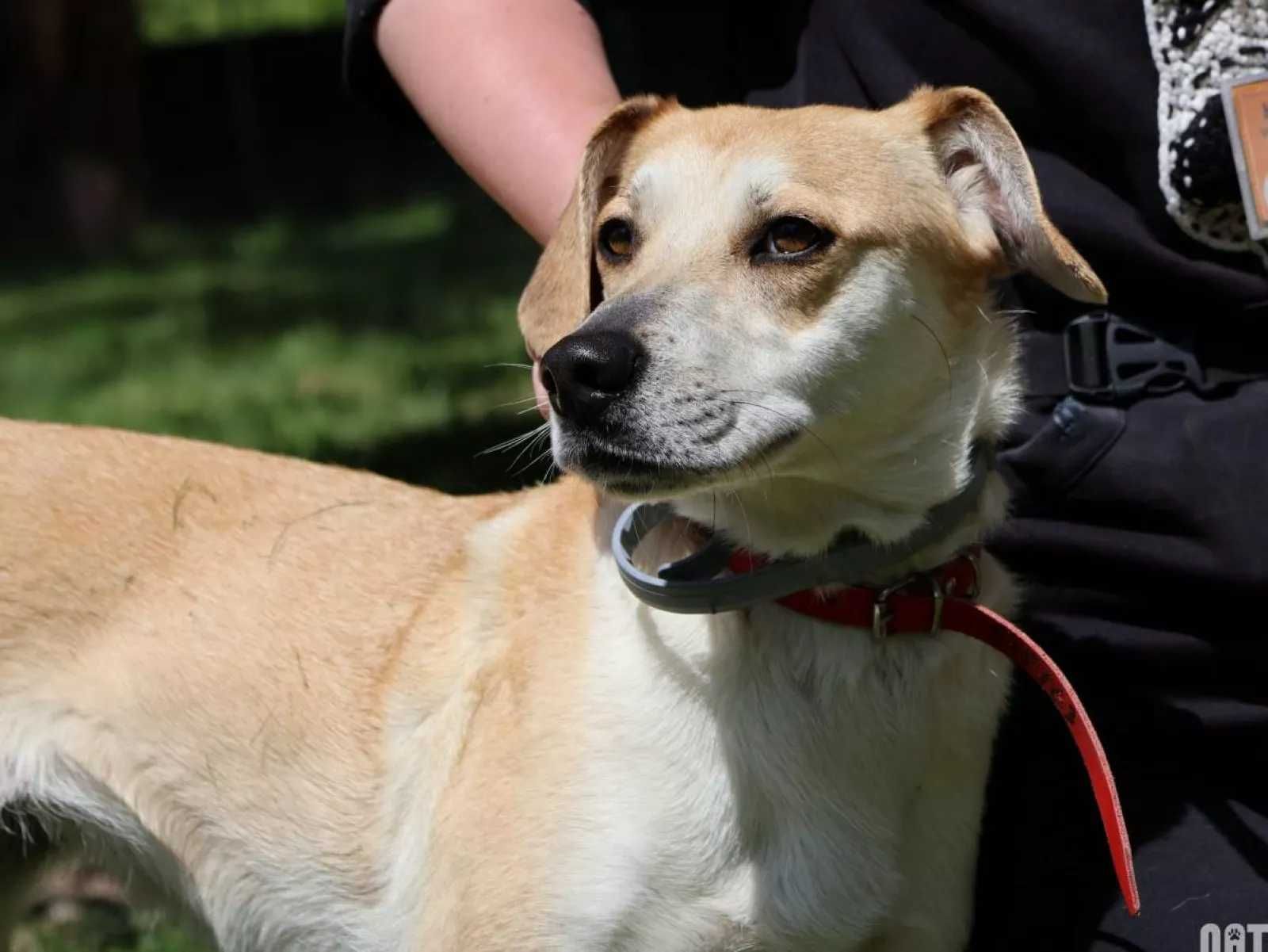 Pilne!! Blondi ok 3 let.wyjątkowa sunia do adopcji Wa-wa