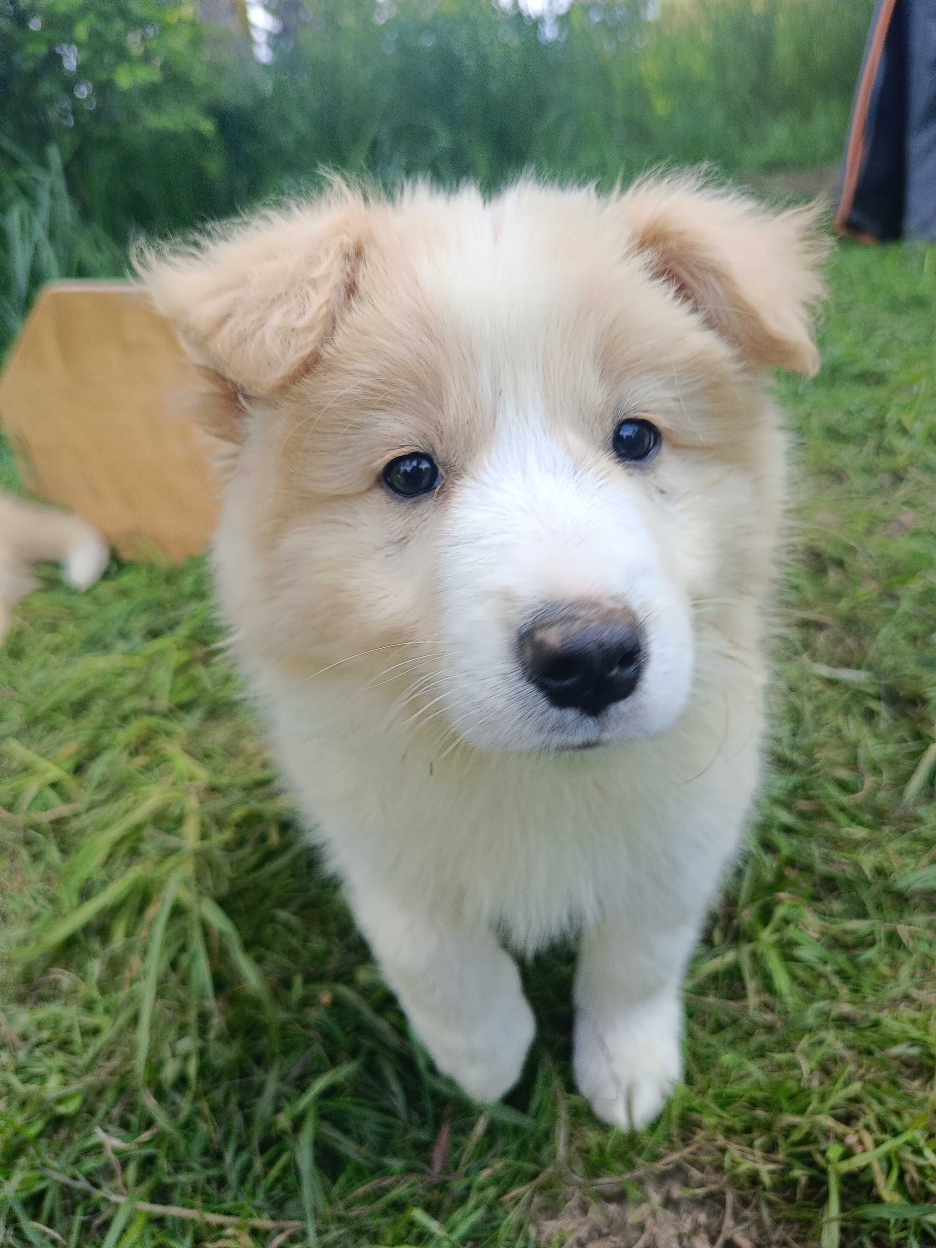 Szczenię Border Collie