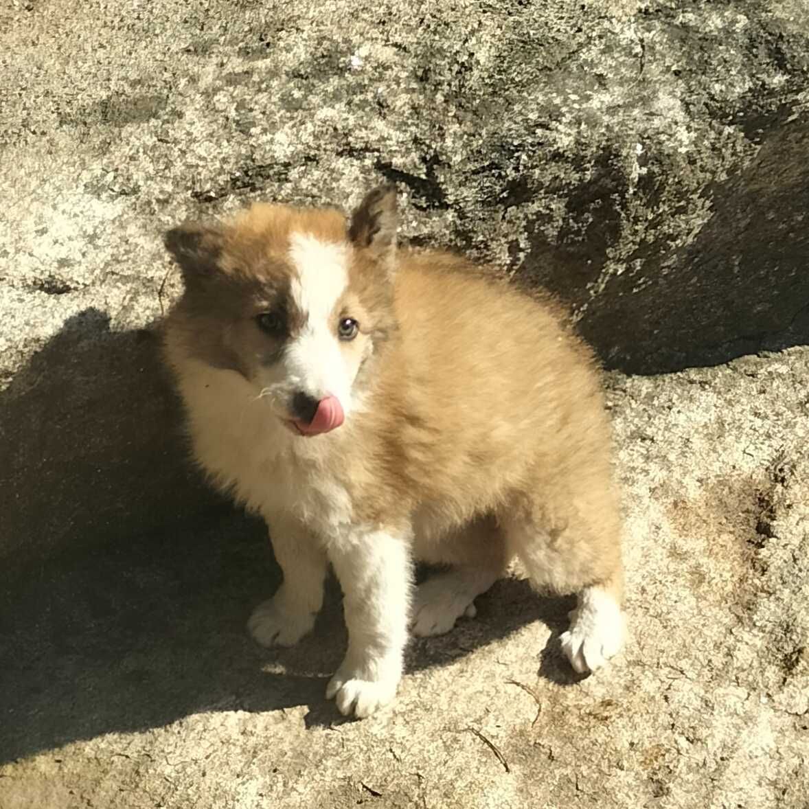 Border collie macho