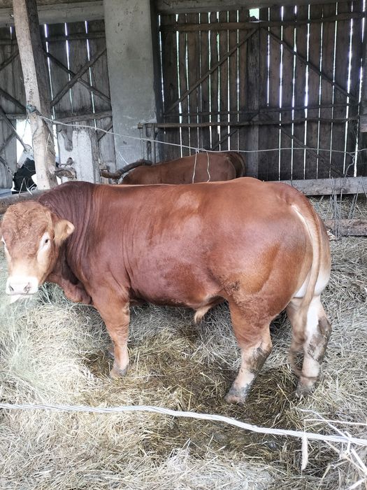 Byk limousine 100% rozpłodnik