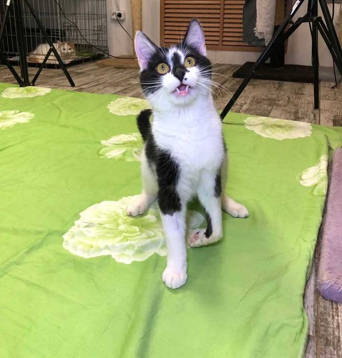 Яркий, красивый молоденький котик Лапка, около года