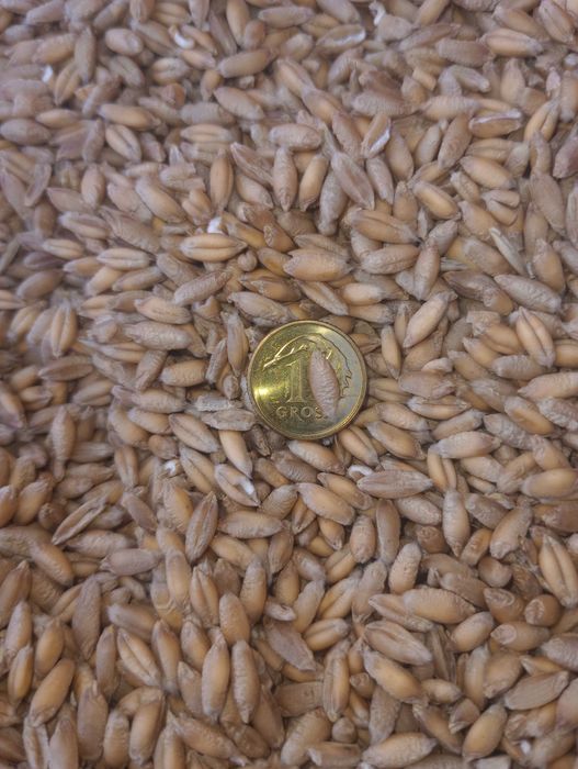 Pszenżyto ozime tegoroczne