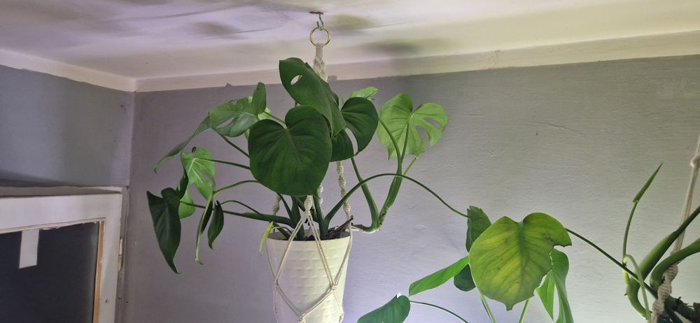 Monstera deliciosa