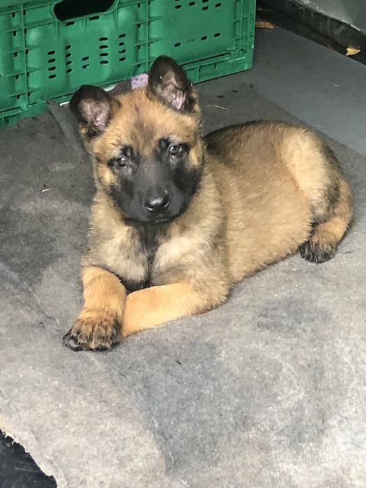 Owczarek Belgijski MALINOIS