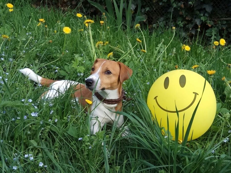 Джек Рассел тер'єр - в'язка
