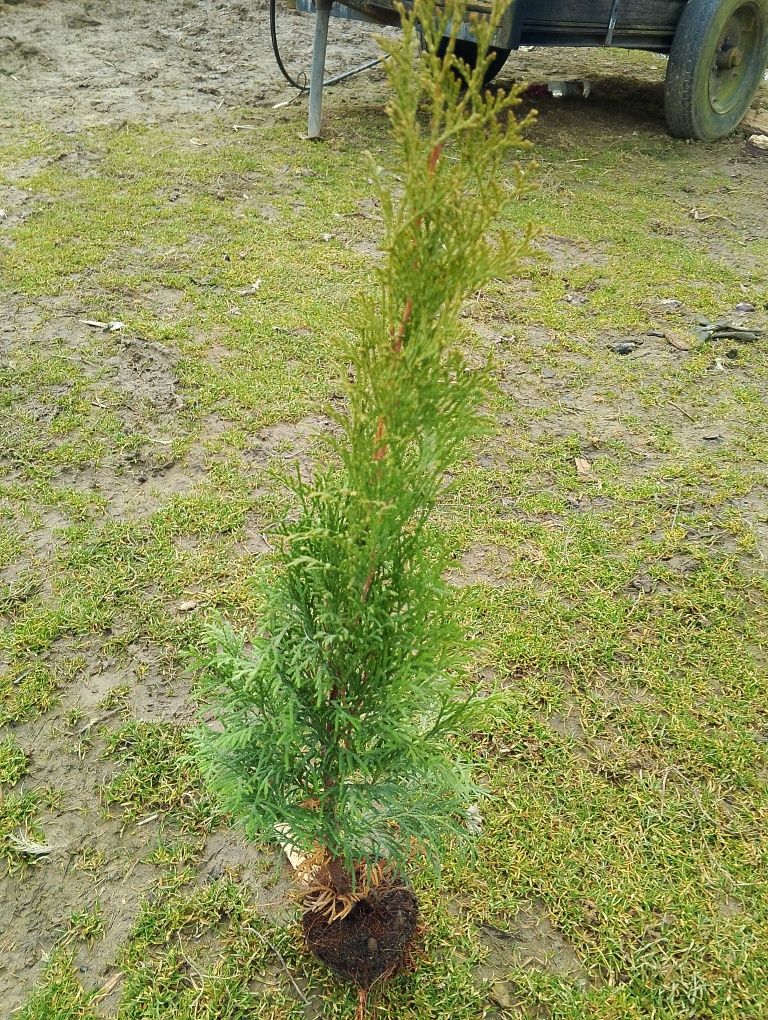 Sprzedam tuje szmaragd