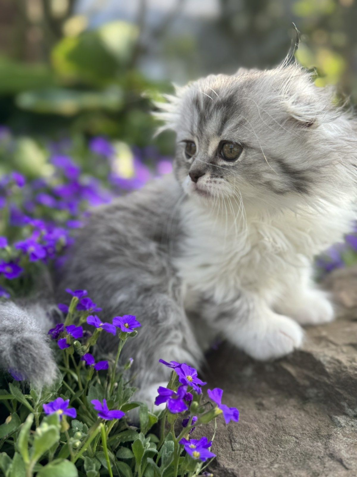 Шотланські кошенята