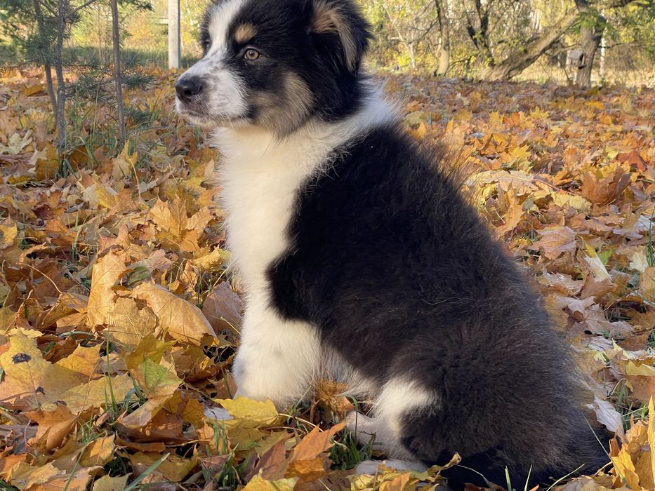 Австралійська вівчарка Ауссі хлопчик