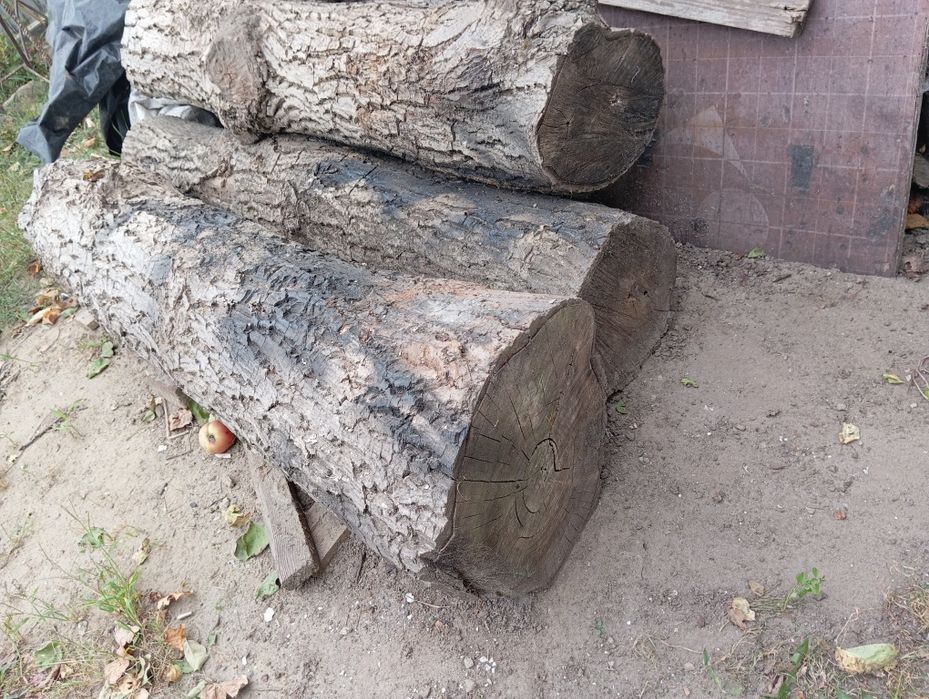 Горіх стовбур сухий