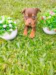 Pinscher miniatura Chocolate macho