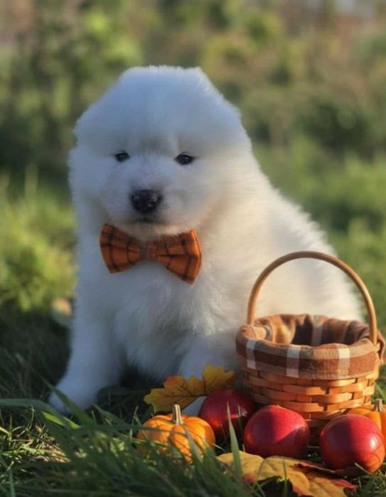 Piesek rasy samoyed