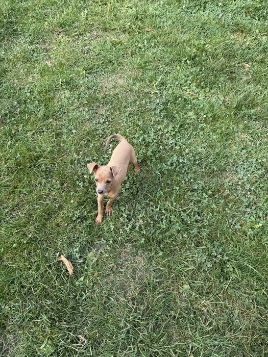 Продається дівчинка той- терєра