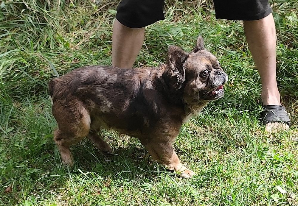 Buldog francuski reproduktor sprzedam