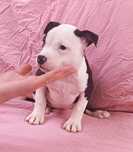 American pitbull fêmea