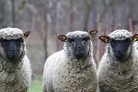 Owce  Shropshire