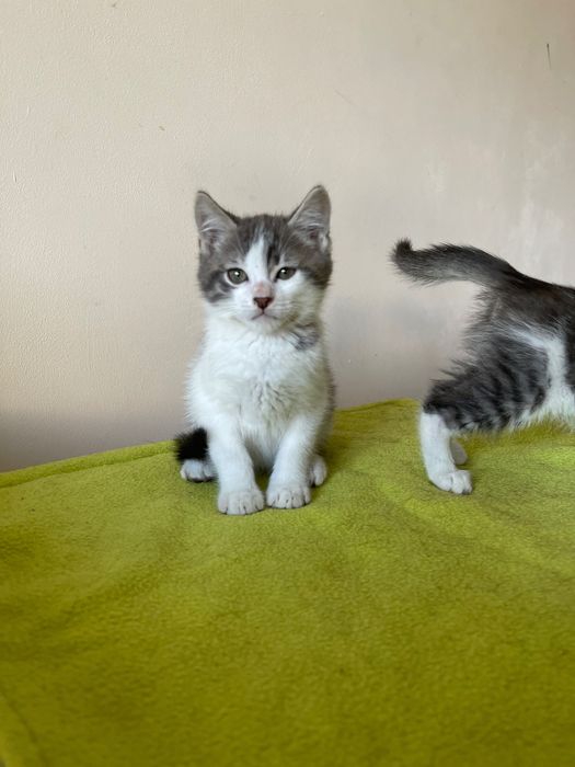 Котята котики отдам  котенок мальчик