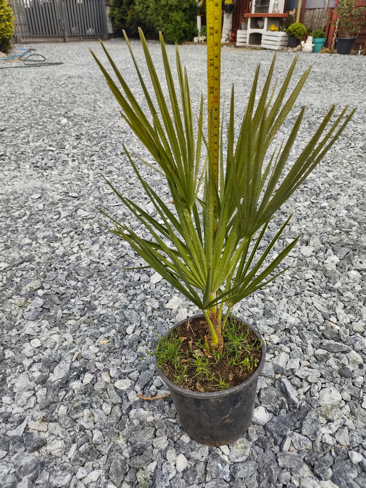 Karłatka niska Chamaerops humilis palma mrozoodporna