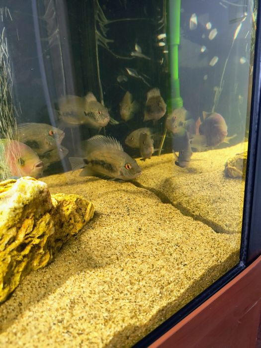 Pielengnice uaru kròlewskie